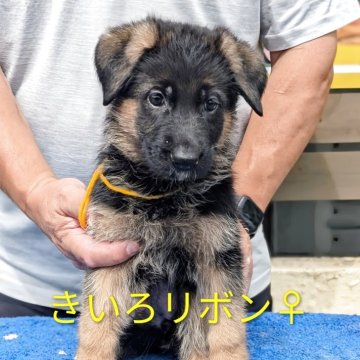 ジャーマン・シェパード・ドッグ【神奈川県・女の子・2025年8月8日・ブラック&タン】の写真「展覧会血統、良血です❗️」