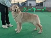 ゴールデンレトリバー【神奈川県・男の子・2024年4月16日・ゴールド】の写真3「立ち姿のクッキー♂」