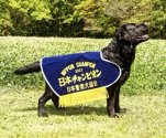 ラブラドールレトリバー【・男の子・2019年8月19日・ブラック】「父犬Dyson　2022年日本警察犬協会に於いて日本チャンピオン獲得！」