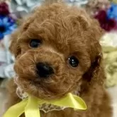 トイプードル(トイ)