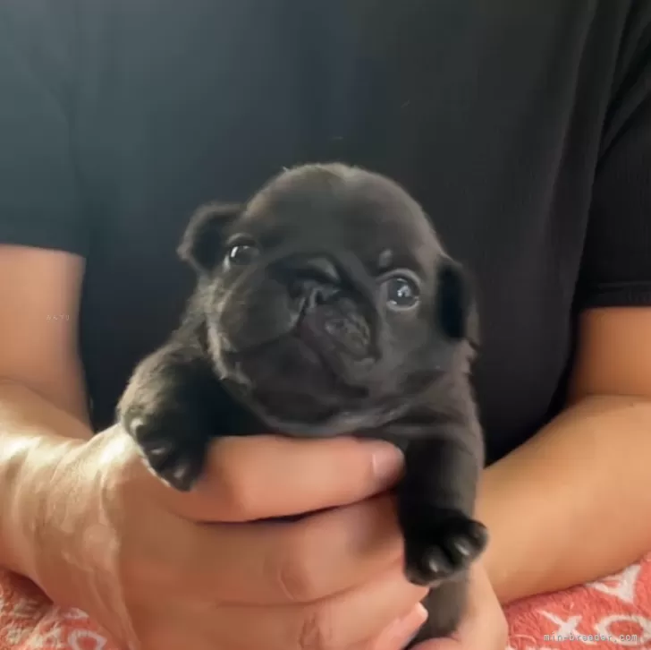 ID:2411-01184の子犬