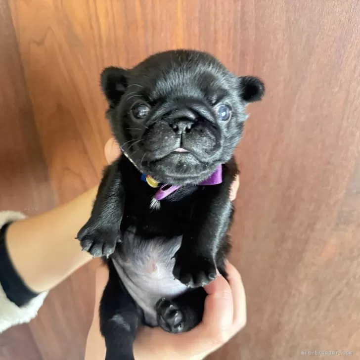 ID：2502-06155の子犬