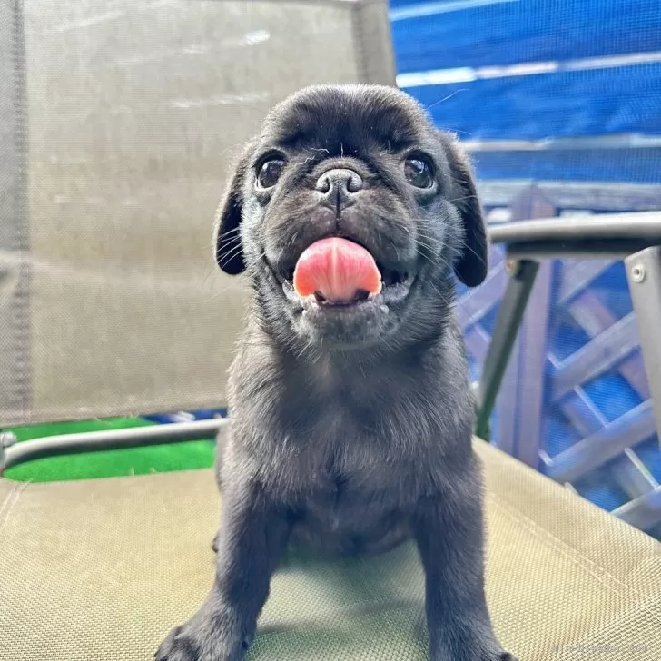 ID：2408-01542の子犬