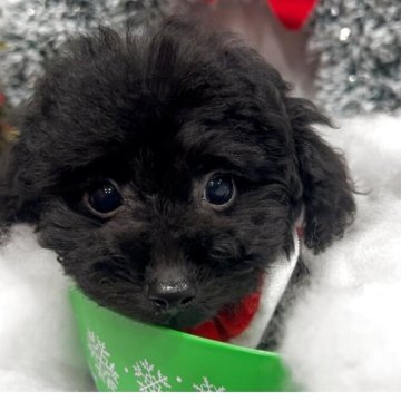 トイプードル(ティーカップ)【徳島県・男の子・2025年8月26日・ティーサイズ〜小さめタイニー予想】の写真「大人しめの男の子」