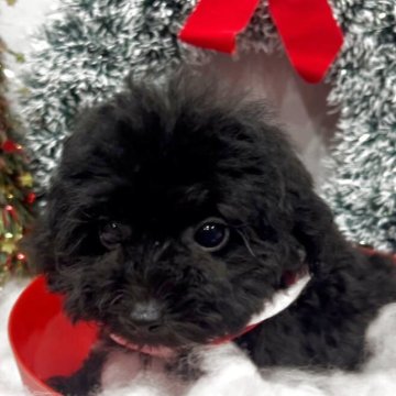 トイプードル(ティーカップ)【徳島県・女の子・2025年8月26日・ブラック】の写真「可愛いお顔の女の子」