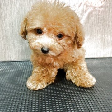 トイプードル(ティーカップ)【徳島県・女の子・2025年8月24日・レッド】の写真「小さい可愛い女の子！」