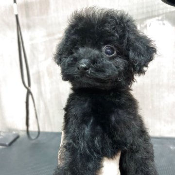 トイプードル(タイニー)【徳島県・男の子・2025年8月24日・ブラック】の写真「可愛いお顔の男の子。」
