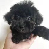 ティーカッププードル