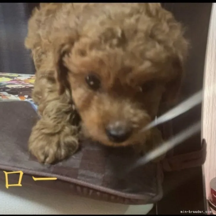 ID：2309-01427の子犬