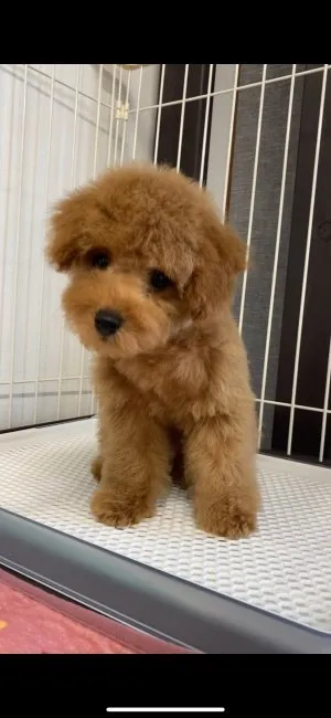 ID：2109-02532の子犬