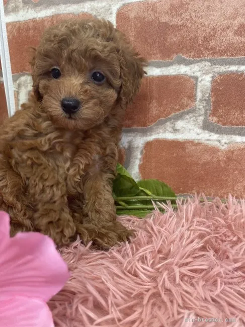 ID：2204-02309の子犬