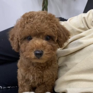 トイプードル(タイニー)【徳島県・男の子・2022年11月9日・アプリコット】の写真「おとなしい男の子」