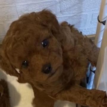 トイプードル(タイニー)【徳島県・女の子・2022年11月9日・レッド】の写真「愛想のいい女の子」