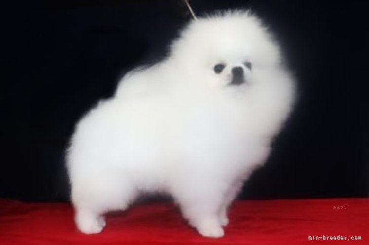 輸入犬CHIAO LI YA(メス）｜趙　春華(ちょう　はるか)ブリーダー(岐阜県・ボーダーコリーなど・JKC登録)の紹介写真5