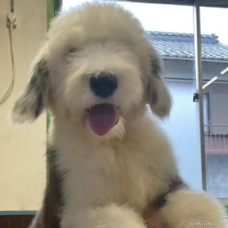 ID:2410-00519の子犬