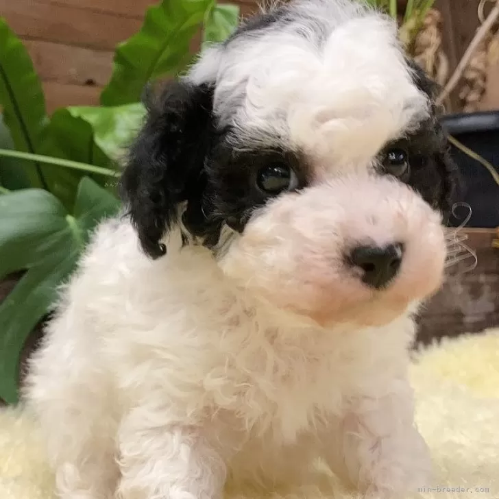ID:2503-01078の子犬