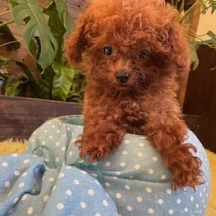 ID：2411-06163の子犬