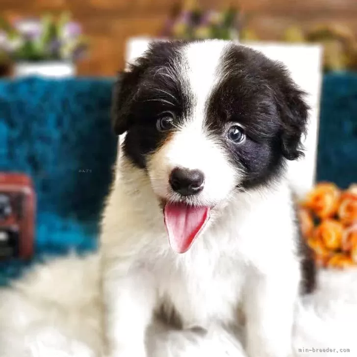ID:2507-07370の子犬