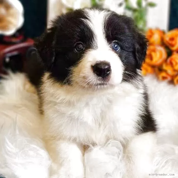 ID：2507-07367の子犬