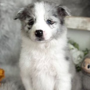 ボーダーコリー【岐阜県・男の子・2025年8月5日・ブルーマール】の写真「ハンサムな男の子です。」