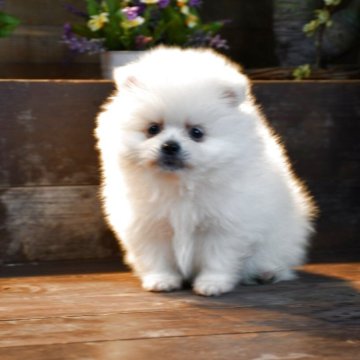 ポメラニアン【岐阜県・男の子・2025年9月25日・ホワイト】の写真「元気な男の子です。」