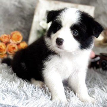 ボーダーコリー【岐阜県・女の子・2025年8月5日・ブラック&ホワイト】の写真「可愛い女の子です。」