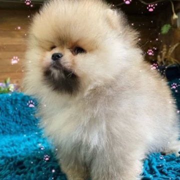 ポメラニアン【岐阜県・女の子・2025年4月5日・オレンジ】の写真「可愛くて利口な子です」