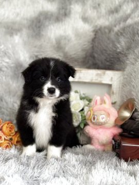 ボーダーコリー【岐阜県・女の子・2025年8月5日・ブラック&ホワイト】の写真「元気な女の子です。」