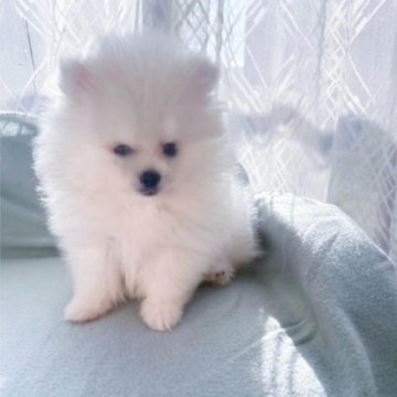 ポメラニアン【岐阜県・男の子・2025年9月25日・ホワイト】の写真「クリスマスキャンペーン！！」