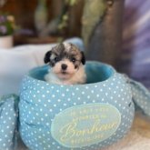 トイプードル(タイニー)