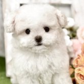 ビションフリーゼ