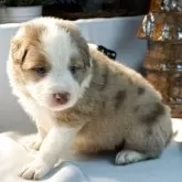 ボーダーコリー