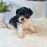 トイプードル(トイ)