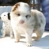 ボーダーコリー