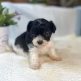 トイプードル(トイ)【岐阜県・女の子・2025年10月18日・シルバー&ホワイト】の写真2