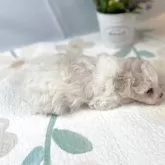 タイニープードル【岐阜県・女の子・2025年10月18日・アプリコット】の写真4