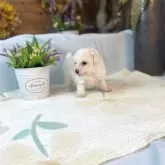 タイニープードル【岐阜県・男の子・2025年10月18日・アプリコット】の写真4