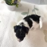 タイニープードル【岐阜県・女の子・2025年10月18日・シルバー&ホワイト】の写真4