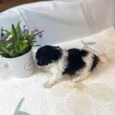 トイプードル(トイ)【岐阜県・女の子・2025年10月18日・シルバー&ホワイト】の写真4