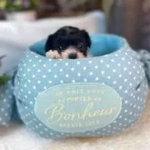 トイプードル(トイ)【岐阜県・女の子・2025年10月18日・シルバー&ホワイト】の写真6