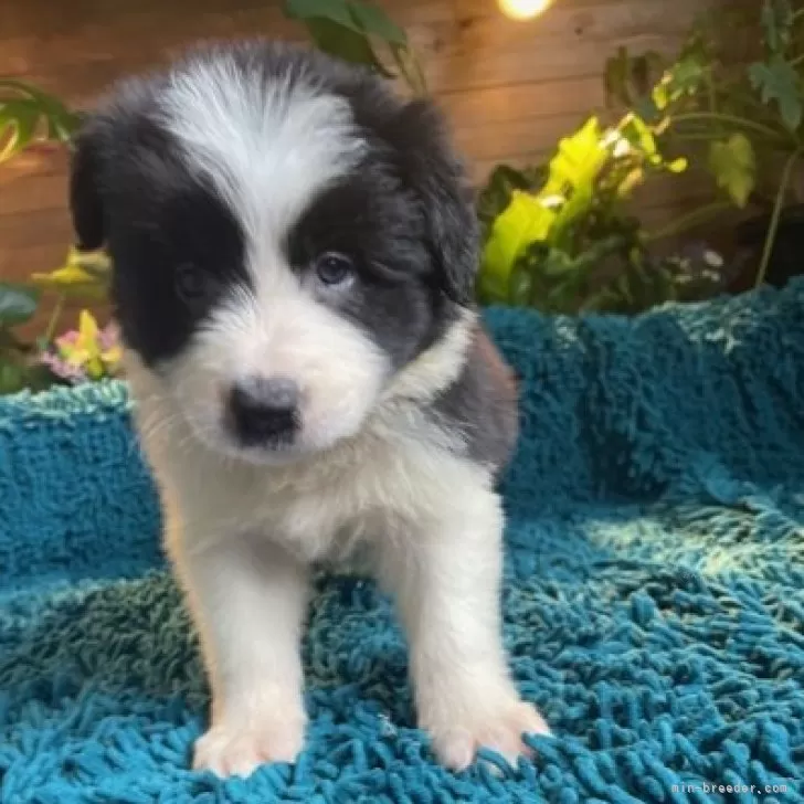 ID:2410-00355の子犬