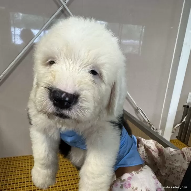 ID：2407-02589の子犬