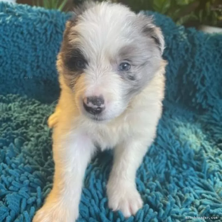 ID:2410-00348の子犬