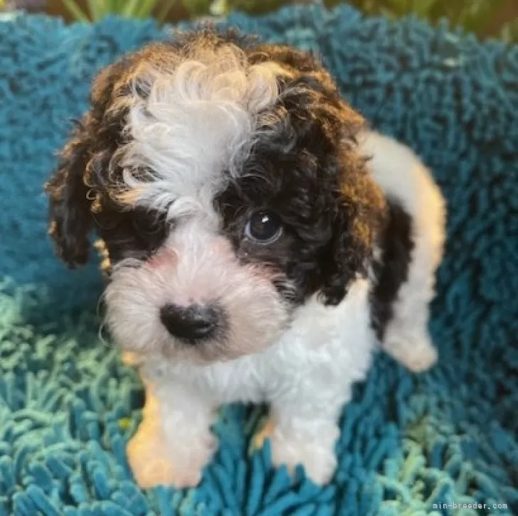 ID:2410-00401の子犬