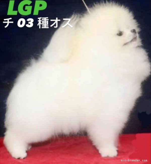 ポメラニアン【・男の子・2022年10月25日・WHITE】