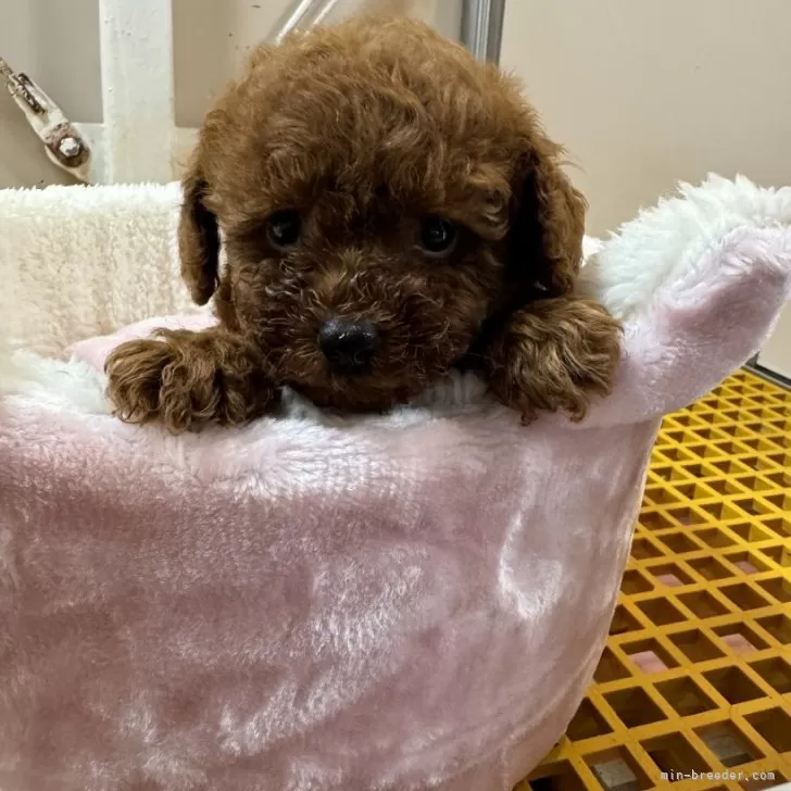 ID：2406-06675の子犬