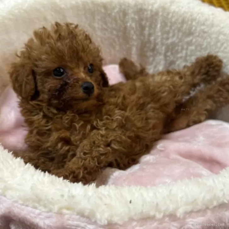ID：2406-06668の子犬