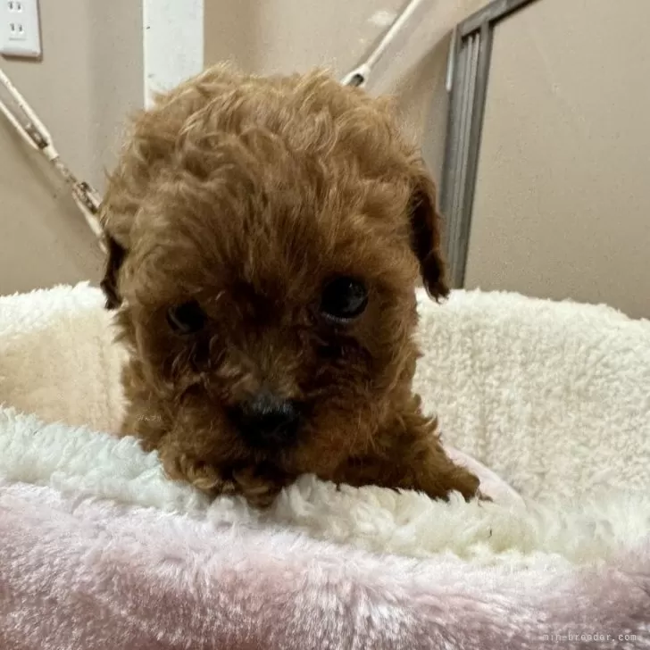 ID：2406-06680の子犬