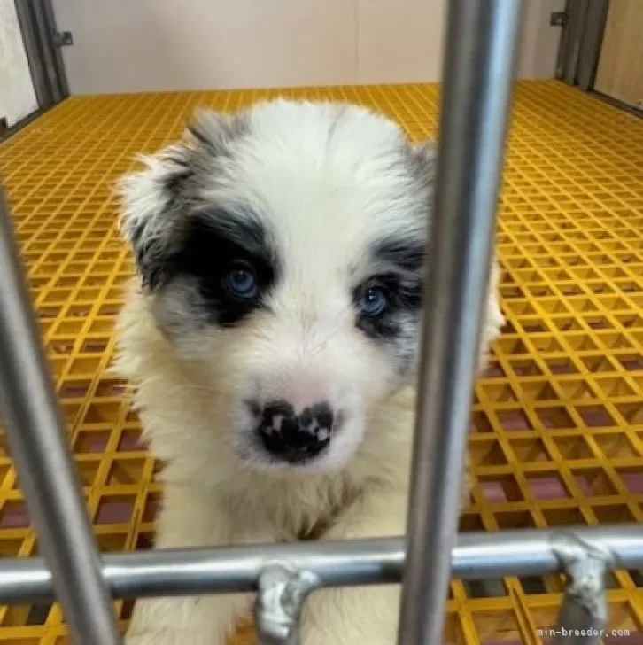 ID：2404-04371の子犬