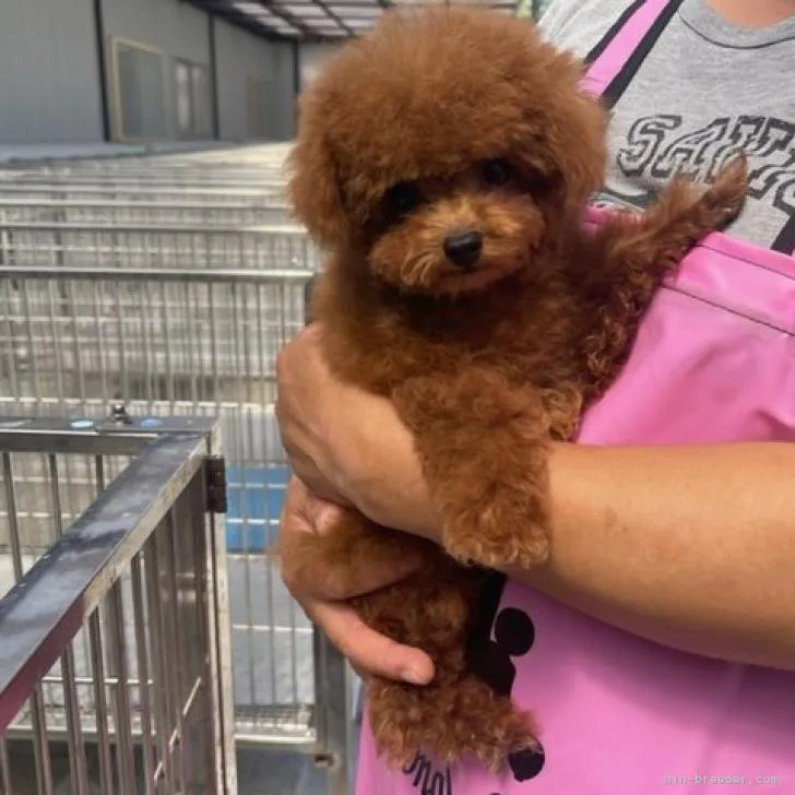 ID：2209-00063の子犬